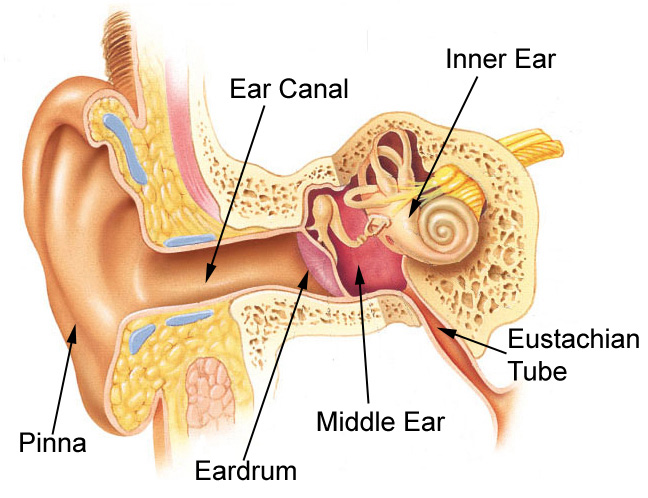 How The Ear Works
