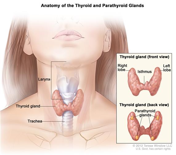 Thyroid Infographic