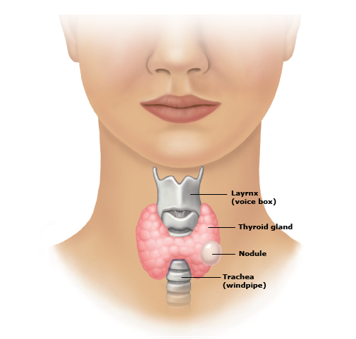 Thyroid Diagram
